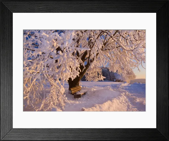 Framed Print : Frosty Winter Scene - snow-covered landscape with a thickly frost covered tree and bench at sunrise - Swabian Alb - Baden-Wuerttemberg - Germany Framed Print : Frosty Winter Scene - snow-covered landscape with a thickly frost covered tree and bench at sunrise - Swabian Alb - Baden-Wuerttemberg - Germany