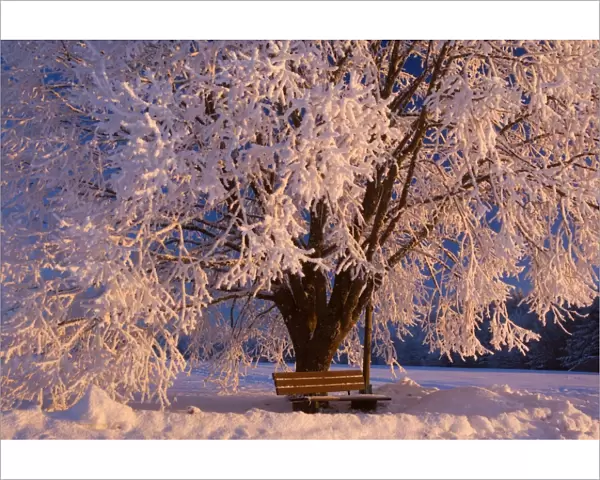 Frosty Winter Scene - snow-covered landscape with a thickly frost covered tree and bench at sunrise - Swabian Alb - Baden-Wuerttemberg - Germany