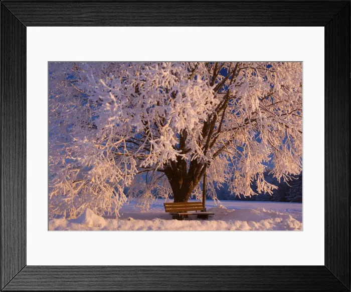Framed Print : Frosty Winter Scene - snow-covered landscape with a thickly frost covered tree and bench at sunrise - Swabian Alb - Baden-Wuerttemberg - Germany Framed Print : Frosty Winter Scene - snow-covered landscape with a thickly frost covered tree and bench at sunrise - Swabian Alb - Baden-Wuerttemberg - Germany