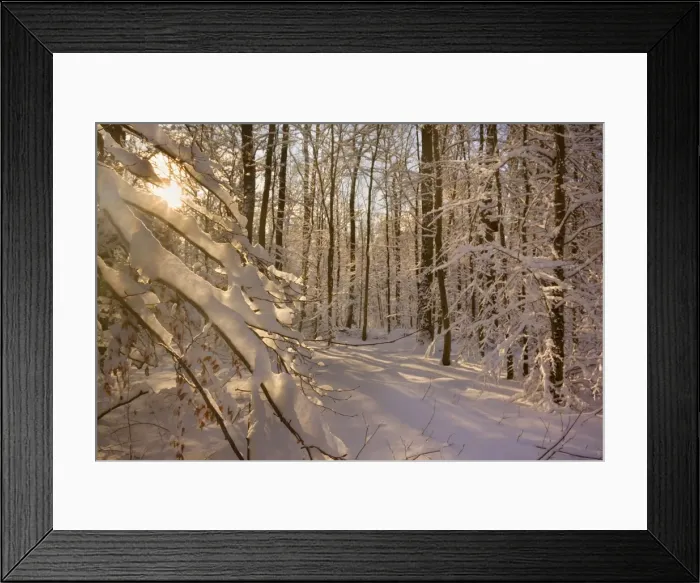 Framed Print : Frosty Winter Scene - winter landscape with the sun shining through the thick snow covered branches of trees in a forest - Swabian Alb - Baden-Wuerttemberg - Germany Framed Print : Frosty Winter Scene - winter landscape with the sun shining through the thick snow covered branches of trees in a forest - Swabian Alb - Baden-Wuerttemberg - Germany