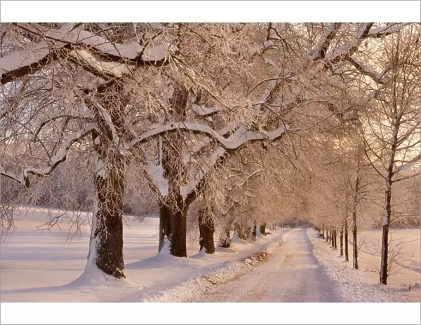 Frosty Winter Scene - deep snow covered winter landscape showing a plowed country road flanked by trees covered with frost - Swabian Alb - Baden-Wuerttemberg - Germany
