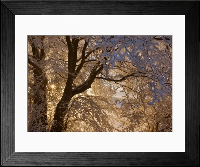 Framed Print : Frosty Winter Scene - snow-covered landscape with the sun shining through the branches of a thickly frost covered tree - Swabian Alb - Baden-Wuerttemberg - Germany Framed Print : Frosty Winter Scene - snow-covered landscape with the sun shining through the branches of a thickly frost covered tree - Swabian Alb - Baden-Wuerttemberg - Germany