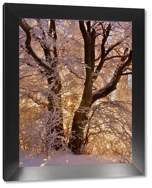 Frosty Winter Scene - snow-covered landscape with the sun shining through the branches of a thickly frost covered tree - Swabian Alb - Baden-Wuerttemberg - Germany