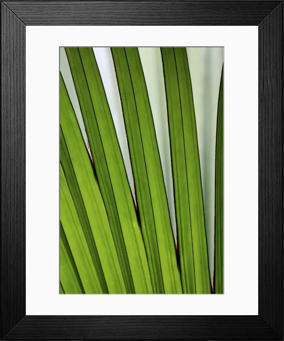 Framed Print : Palm frond - Valle de Mai National Park - Praslin - Seychelles Framed Print : Palm frond - Valle de Mai National Park - Praslin - Seychelles
