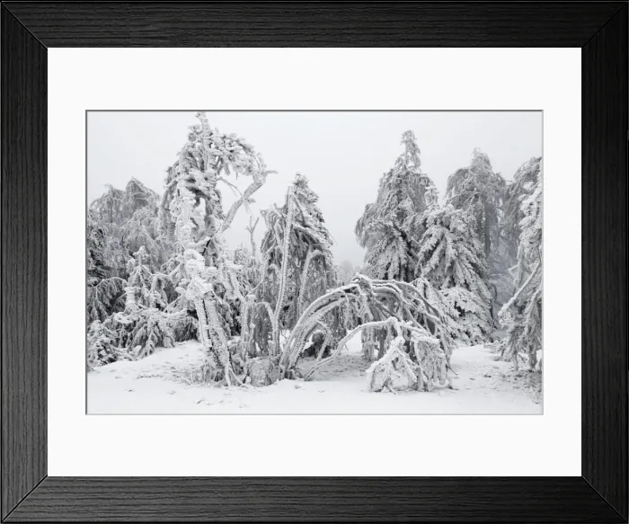 Framed Print : White Frost and Snow covered Trees - Ore Mountains - Germany Framed Print : White Frost and Snow covered Trees - Ore Mountains - Germany