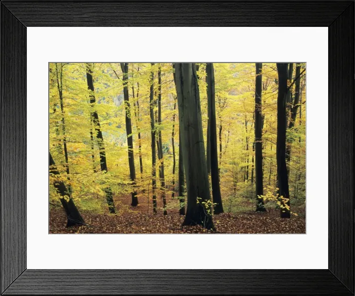 Framed Print : Beech Trees - woodland in autumn, Lower Saxony, Germany Framed Print : Beech Trees - woodland in autumn, Lower Saxony, Germany