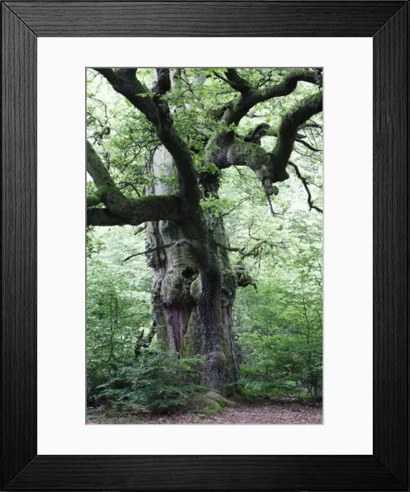 Framed Print : Oak Tree - ancient tree in summer, Sababurg Ancient Forest NP, North Hessen, Germany Framed Print : Oak Tree - ancient tree in summer, Sababurg Ancient Forest NP, North Hessen, Germany