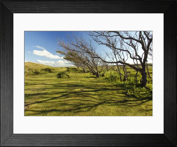 Framed Print : Alder Tree - copse of gnarled and weatherd trees, De Bollekamer sand dune NP, Island of Texel, Holland Framed Print : Alder Tree - copse of gnarled and weatherd trees, De Bollekamer sand dune NP, Island of Texel, Holland