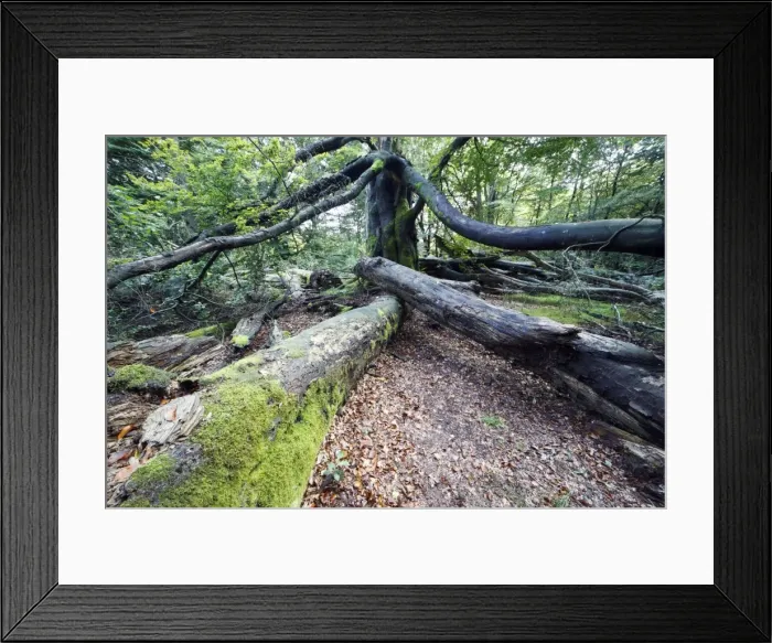 Framed Print : Beech Tree - Ancient Forest in early autumn, Sababurg Ancient Forest NP, Hessen, Germany Framed Print : Beech Tree - Ancient Forest in early autumn, Sababurg Ancient Forest NP, Hessen, Germany