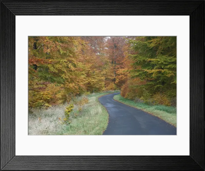 Framed Print : Beech Woodland, in autumn colour and country road, Hessen, Germany Framed Print : Beech Woodland, in autumn colour and country road, Hessen, Germany