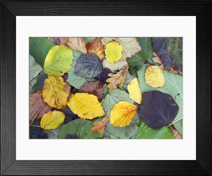 Framed Print : Mixed Autumn Leaves, Oak, Elm, Hornbeam, Hazelnut, Indian Bean Tree, Poplar, Tulip Tree, Hessen, Germany Framed Print : Mixed Autumn Leaves, Oak, Elm, Hornbeam, Hazelnut, Indian Bean Tree, Poplar, Tulip Tree, Hessen, Germany