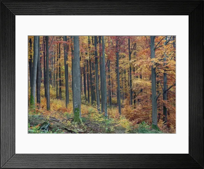Framed Print : Beech Forest - in autumn colour, Bramwald, Lower Saxony, Germany Framed Print : Beech Forest - in autumn colour, Bramwald, Lower Saxony, Germany