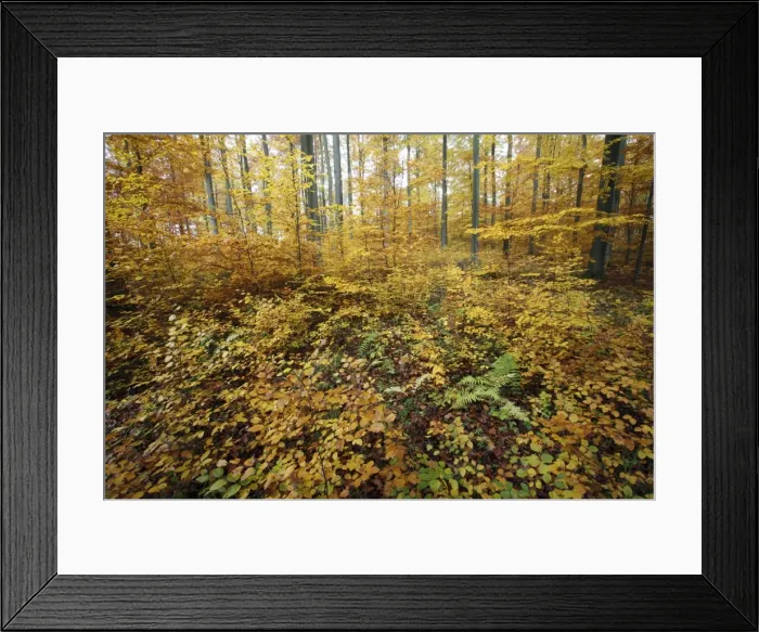 Framed Print : Beech Forest - in autumn colour - Bramwald - Lower Saxony - Germany Framed Print : Beech Forest - in autumn colour - Bramwald - Lower Saxony - Germany
