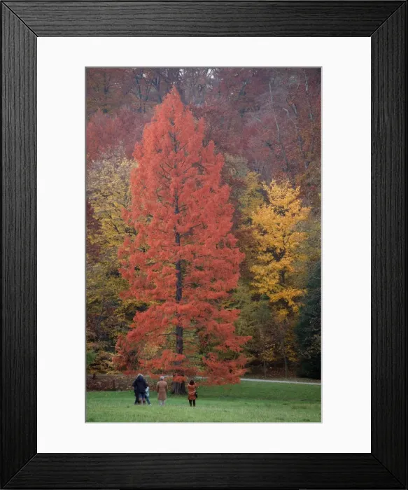 Framed Print : Swamp Cypress - foilage in autumn colour - Wilhems Hoehe park - Kassel - Hessen - Germany Framed Print : Swamp Cypress - foilage in autumn colour - Wilhems Hoehe park - Kassel - Hessen - Germany