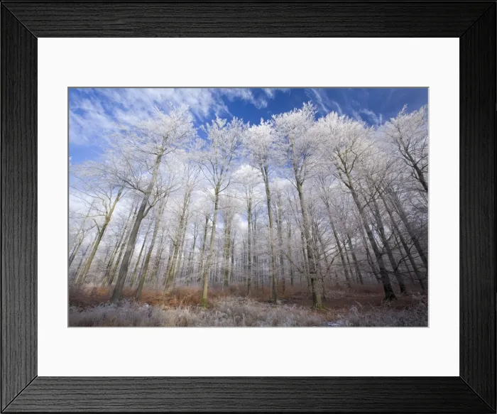 Framed Print : Beech Woodland - covered with frost in winter - North Hessen - Germany Framed Print : Beech Woodland - covered with frost in winter - North Hessen - Germany