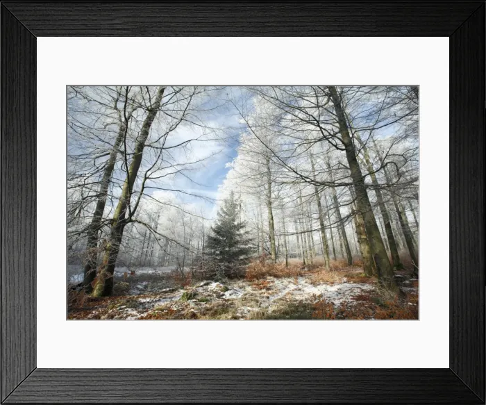 Framed Print : Beech Woodland - covered with frost in winter - North Hessen - Germany Framed Print : Beech Woodland - covered with frost in winter - North Hessen - Germany