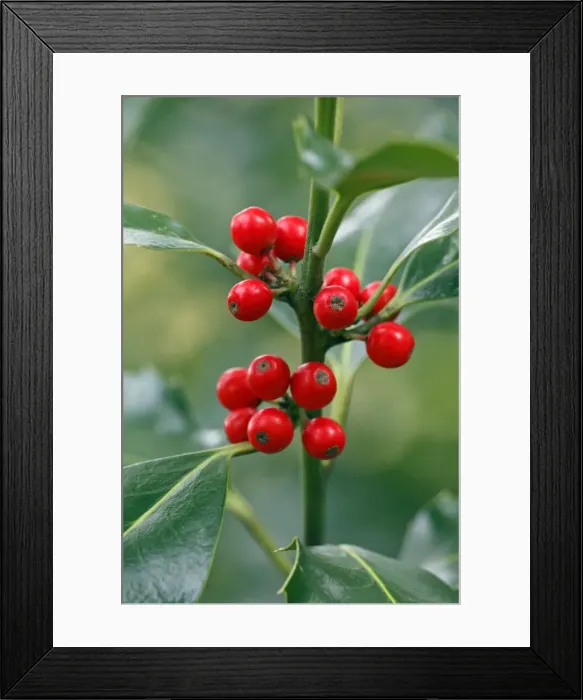 Framed Print : Holly - close up of berries and leaves - Germany Framed Print : Holly - close up of berries and leaves - Germany