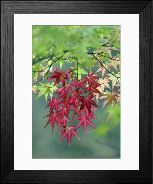 Framed Print : Japanese Maple leaves - autumn - Hessen - Germany Framed Print : Japanese Maple leaves - autumn - Hessen - Germany