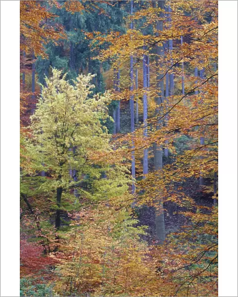 Mixed Forest - autumn - Lower Saxony - Germany