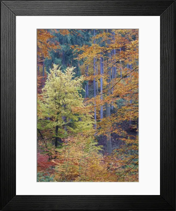 Framed Print : Mixed Forest - autumn - Lower Saxony - Germany Framed Print : Mixed Forest - autumn - Lower Saxony - Germany