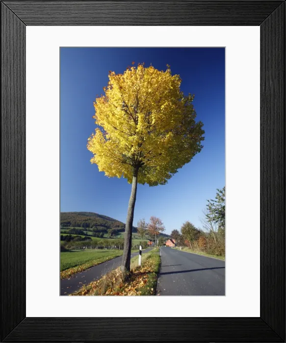 Framed Print : Norway Maple Tree - autumn - Lower Saxony - Germany Framed Print : Norway Maple Tree - autumn - Lower Saxony - Germany