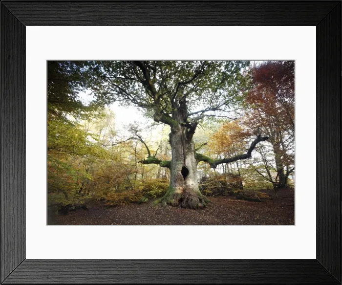 Framed Print : Oak Tree - ancient tree - autumn - Sababurg Ancient Forest NP - N. Hessen - Germany Framed Print : Oak Tree - ancient tree - autumn - Sababurg Ancient Forest NP - N. Hessen - Germany