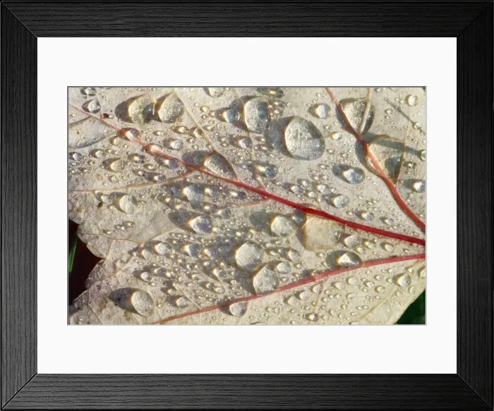 Framed Print : Red Maple - leaf with dew drops - autumn - Hessen - Germany Framed Print : Red Maple - leaf with dew drops - autumn - Hessen - Germany