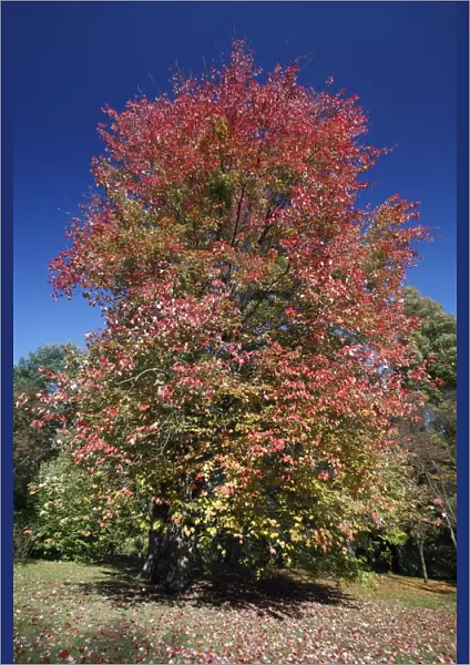 Red Maple - autumn - Hessen - Germany