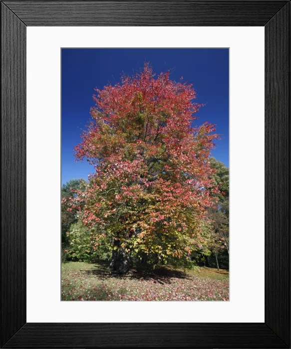 Framed Print : Red Maple - autumn - Hessen - Germany Framed Print : Red Maple - autumn - Hessen - Germany