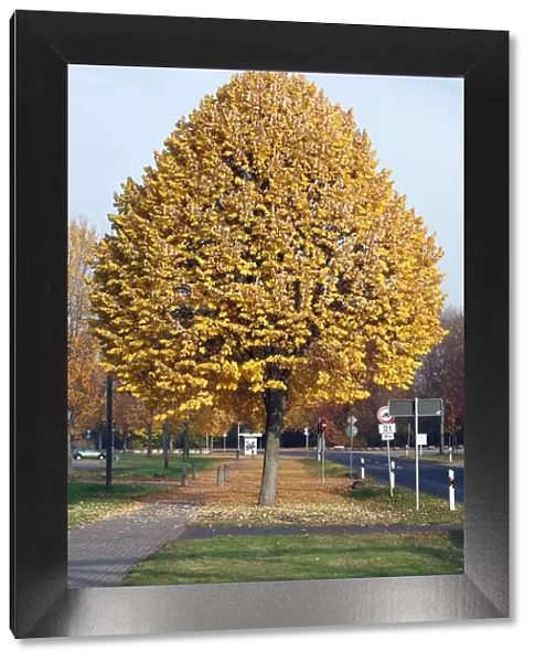 Silver Lime Tree - by road - autumn - Hessen - Germany