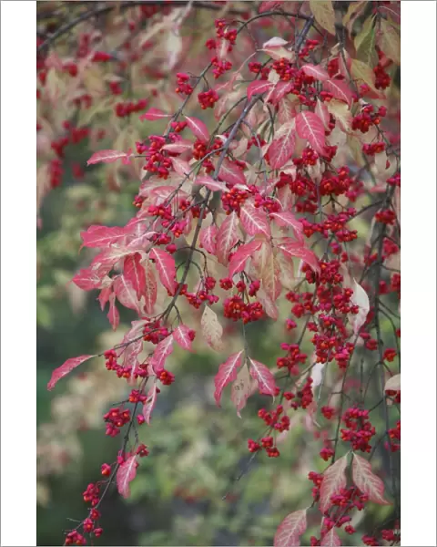 European Spindle - berries and leaves - autumn - Hessen - Germany