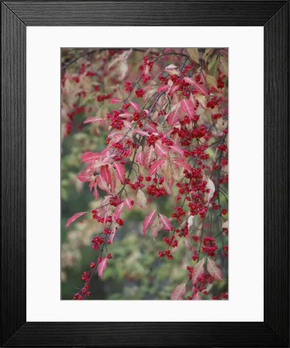 Framed Print : European Spindle - berries and leaves - autumn - Hessen - Germany Framed Print : European Spindle - berries and leaves - autumn - Hessen - Germany