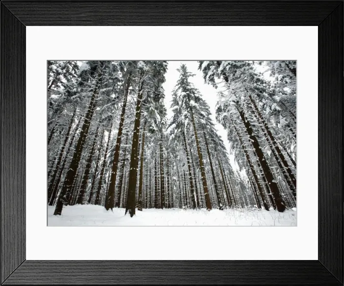 Framed Print : Norway Spruce - trees covered in snow and ice - Harz Mountains National Park - Lower Saxony - Germany
