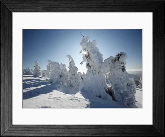 Framed Print : Norway Spruce - trees covered in snow and ice - Brocken mountain - National Park Hochharz - Saxony-Anhalt - Germany Framed Print : Norway Spruce - trees covered in snow and ice - Brocken mountain - National Park Hochharz - Saxony-Anhalt - Germany