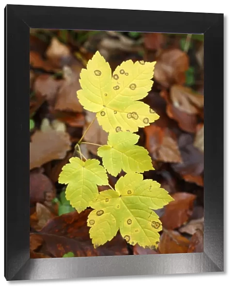 Sycamore - sapling leaves - autumn - Hessen - Germany
