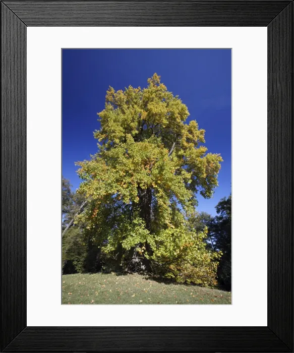 Framed Print : Tulip Tree - autumn - Hessen - Germany Framed Print : Tulip Tree - autumn - Hessen - Germany