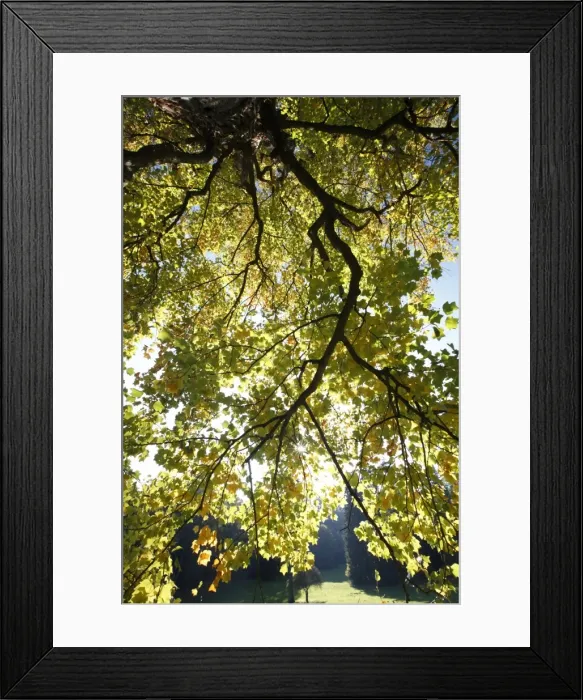 Framed Print : Tulip Tree - autumn - Hessen - Germany Framed Print : Tulip Tree - autumn - Hessen - Germany