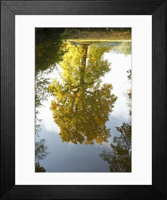 Framed Print : Tulip Tree - reflection in lake - autumn - Wilhems Hoehe Park - Kassel - Hessen - Germany Framed Print : Tulip Tree - reflection in lake - autumn - Wilhems Hoehe Park - Kassel - Hessen - Germany