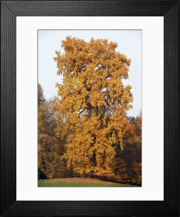 Framed Print : Tulip Tree - autumn - Hessen - Germany Framed Print : Tulip Tree - autumn - Hessen - Germany