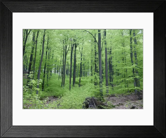 Framed Print : Beech Woodland - in spring - Hessen - Germany Framed Print : Beech Woodland - in spring - Hessen - Germany