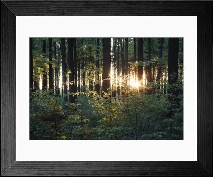 Framed Print : Beech Woodland - in spring - Hessen - Germany Framed Print : Beech Woodland - in spring - Hessen - Germany