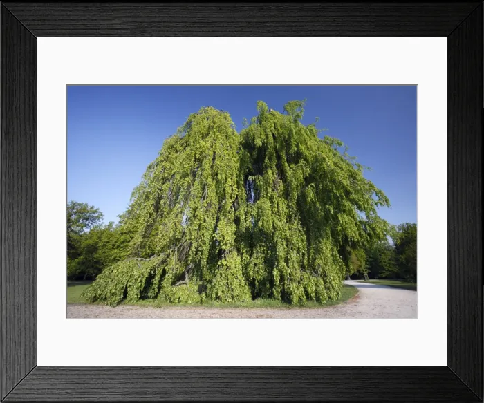 Framed Print : Beech Tree - hanging variety - in park - springtime - Hessen- Germany Framed Print : Beech Tree - hanging variety - in park - springtime - Hessen- Germany