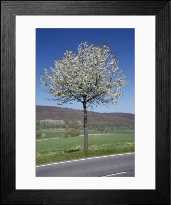 Framed Print : Common Cherry Tree - flowering on roadside - Hessen - Germany Framed Print : Common Cherry Tree - flowering on roadside - Hessen - Germany