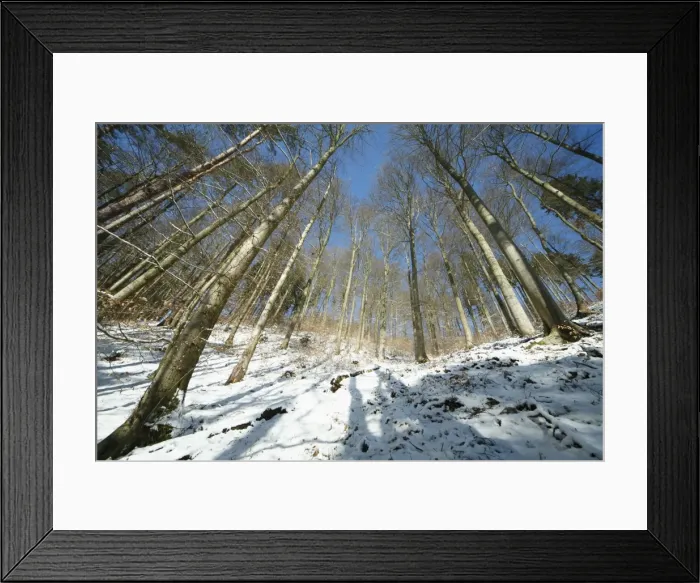 Framed Print : Mixed woodland - mainly beech trees - after snowfall in winter - Lower Saxony - Germany Framed Print : Mixed woodland - mainly beech trees - after snowfall in winter - Lower Saxony - Germany