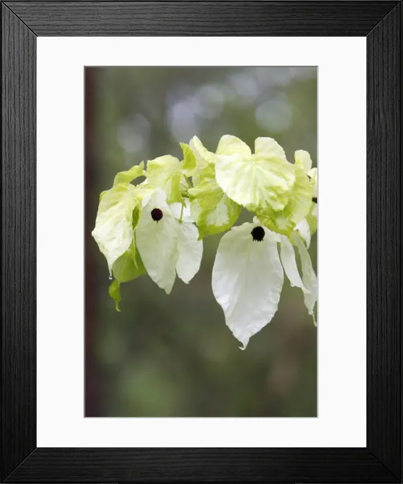 Framed Print : Dove / Ghost tree - showing false petals or bracts of flowers - Hessen - Germany Framed Print : Dove / Ghost tree - showing false petals or bracts of flowers - Hessen - Germany