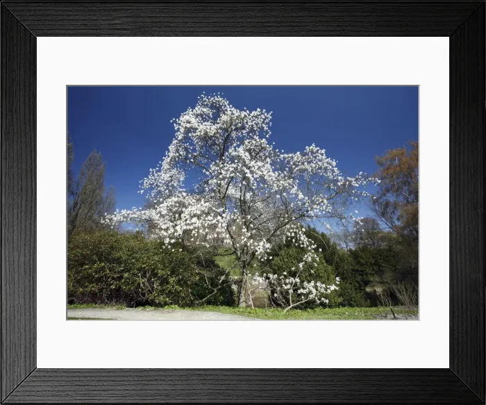 Framed Print : Magnolia Tree - blossom in springtime - Hessen - Germany Framed Print : Magnolia Tree - blossom in springtime - Hessen - Germany