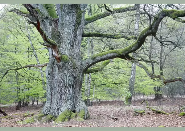 Oak Tree - ancient specimen in spring - Sababurg ancient forest reserve - North Hessen - Germany
