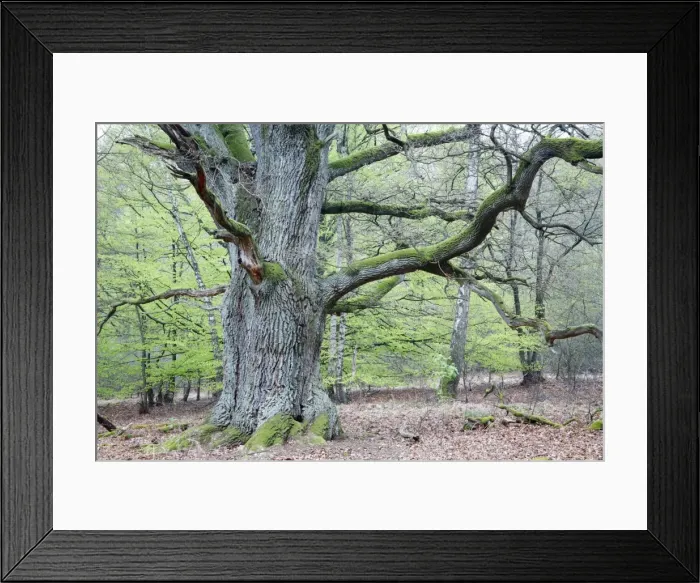 Framed Print : Oak Tree - ancient specimen in spring - Sababurg ancient forest reserve - North Hessen - Germany Framed Print : Oak Tree - ancient specimen in spring - Sababurg ancient forest reserve - North Hessen - Germany
