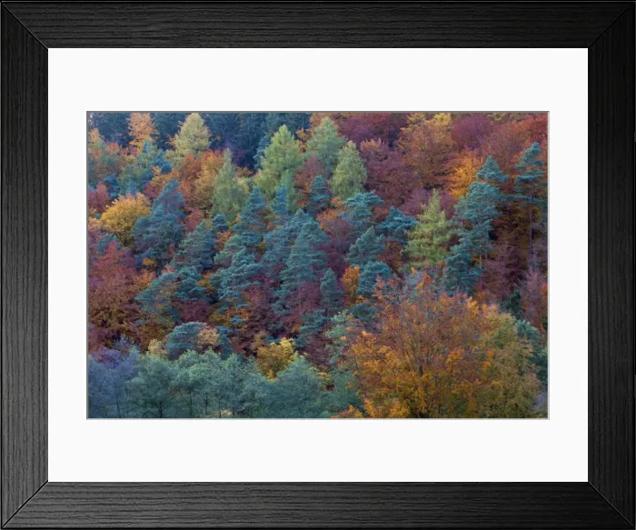 Framed Print : Mixed Woodland - with autumn colour - Lower Saxony - Germany Framed Print : Mixed Woodland - with autumn colour - Lower Saxony - Germany