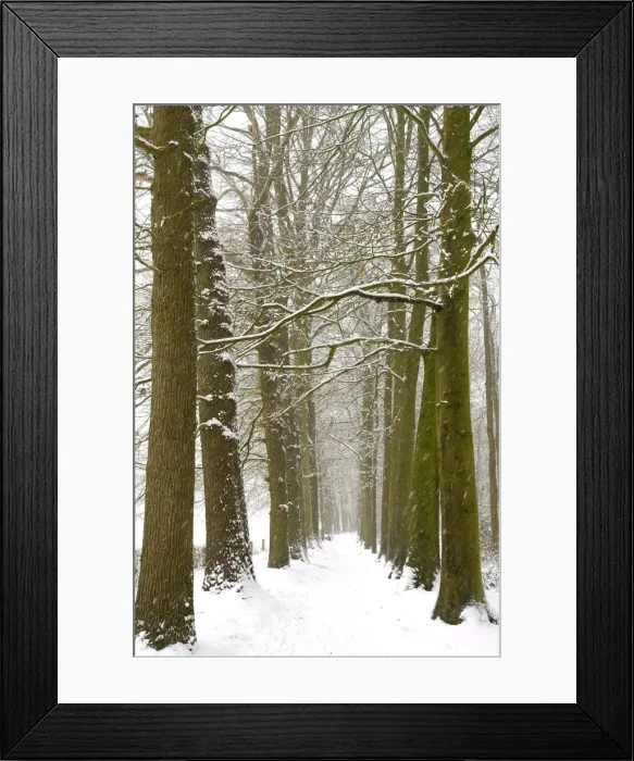 Framed Print : snowy forest trail Framed Print : snowy forest trail